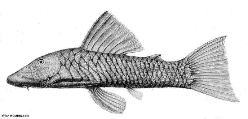 Chaetostoma branickii