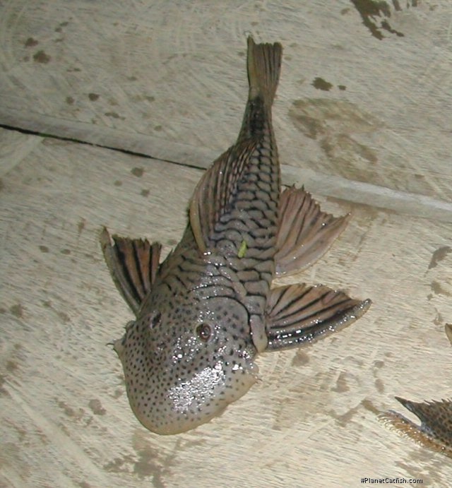 Chaetostoma cf. anale`napo`