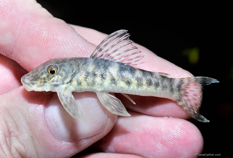 Chaetostoma chimu