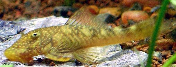 Chaetostoma dorsale