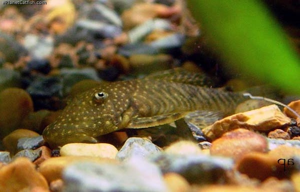 Chaetostoma dorsale