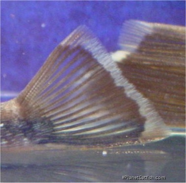 Chaetostoma dupouii