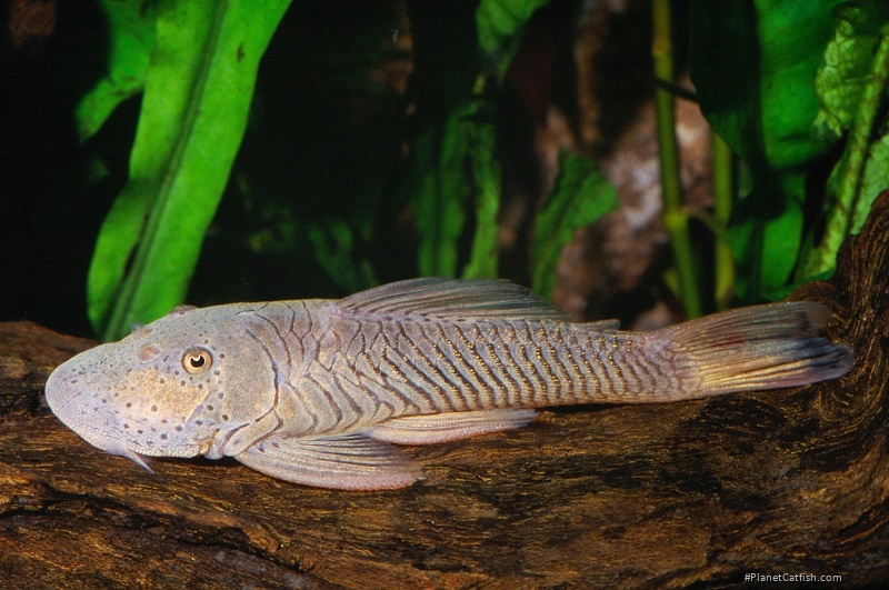 Chaetostoma formosae