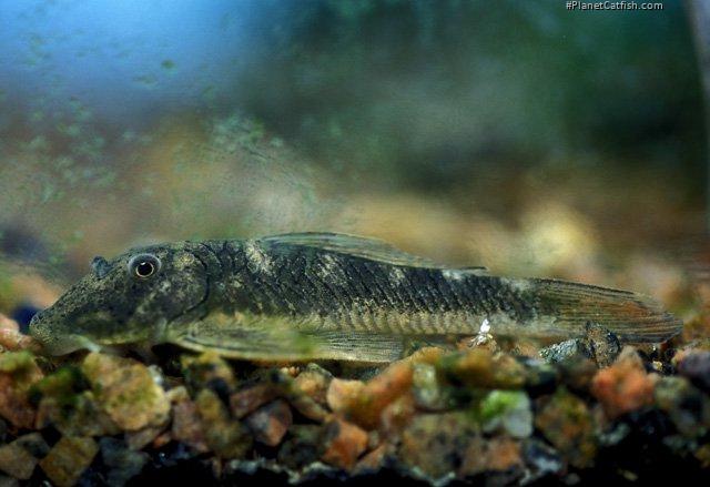 Chaetostoma formosae