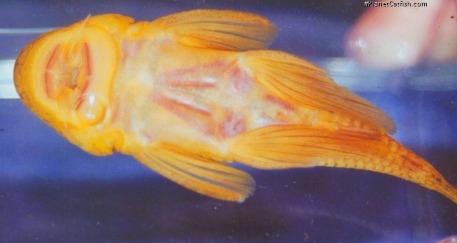 Chaetostoma formosae