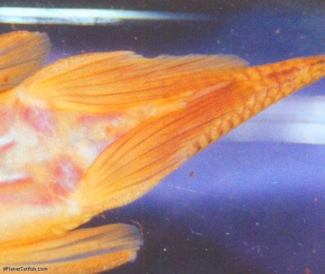 Chaetostoma formosae