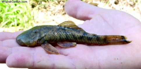 Chaetostoma guairense