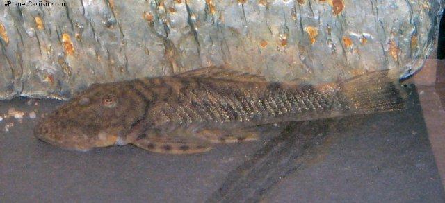 Chaetostoma guairense