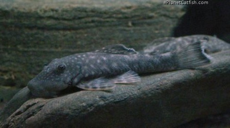 Chaetostoma guairense