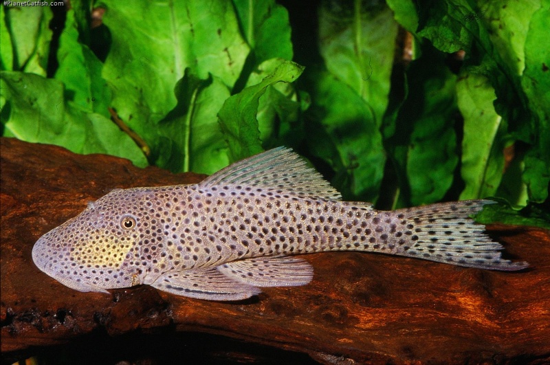 Chaetostoma joropo