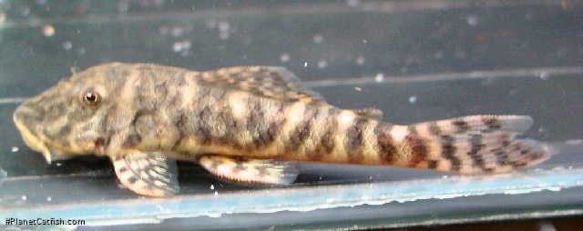 Chaetostoma leucomelas