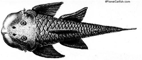 Chaetostoma loborhynchos