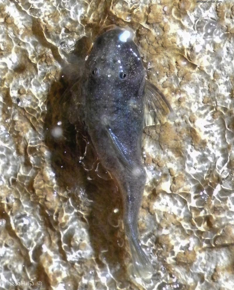 Chaetostoma microps