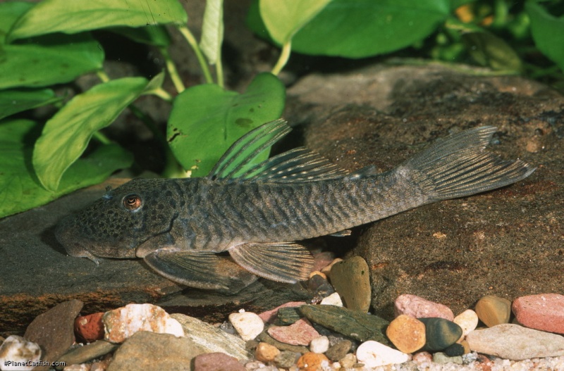 Chaetostoma orientale