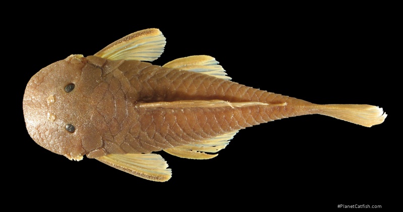 Chaetostoma platyrhynchus