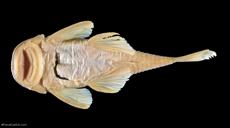 Chaetostoma platyrhynchus