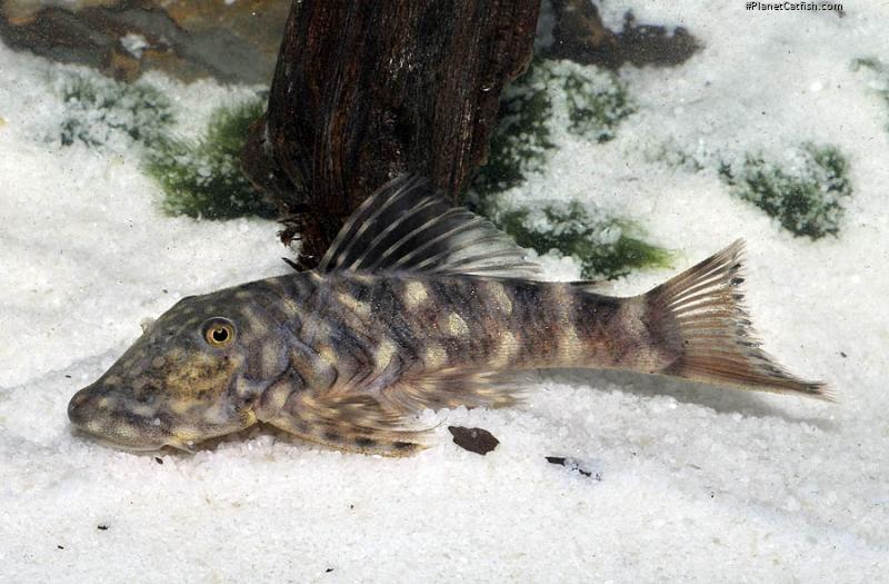 Chaetostoma sacramento