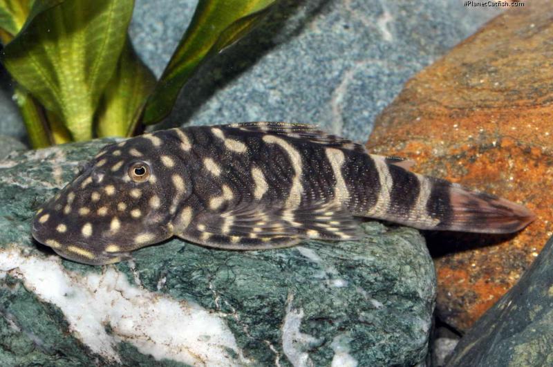 Chaetostoma sacramento