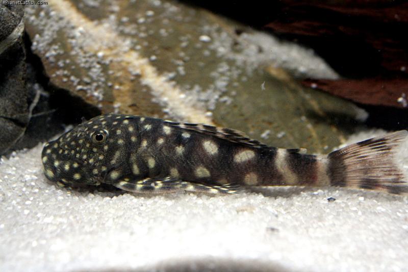Chaetostoma sacramento