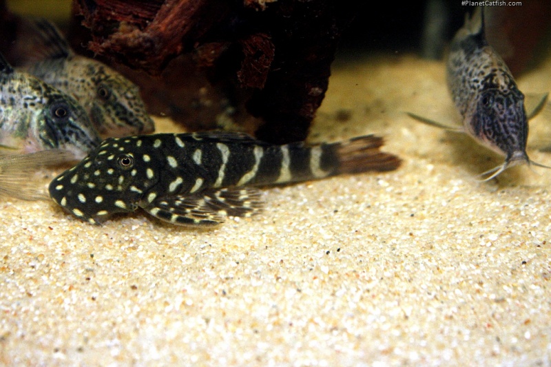 Chaetostoma sacramento