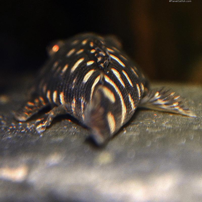 Chaetostoma sacramento