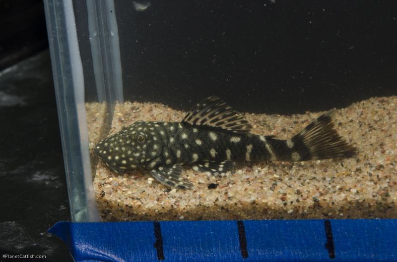 Chaetostoma sacramento
