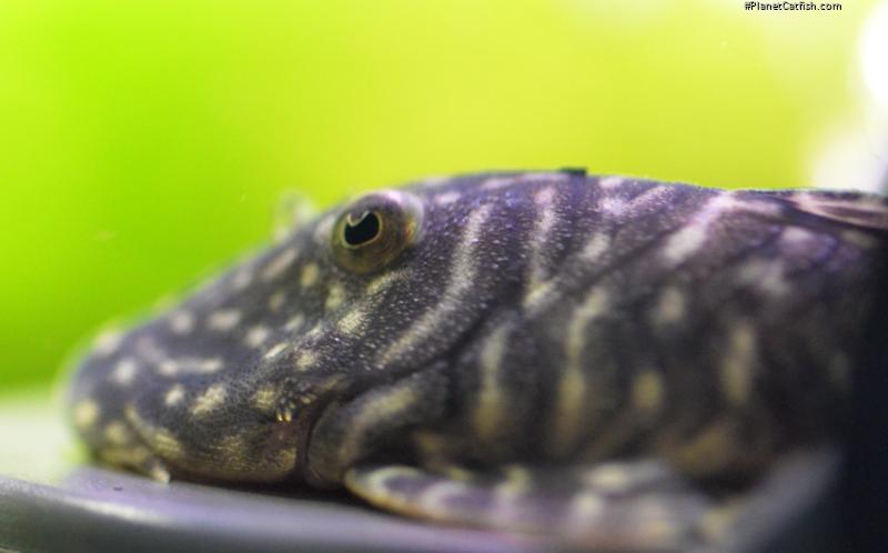 Chaetostoma sacramento