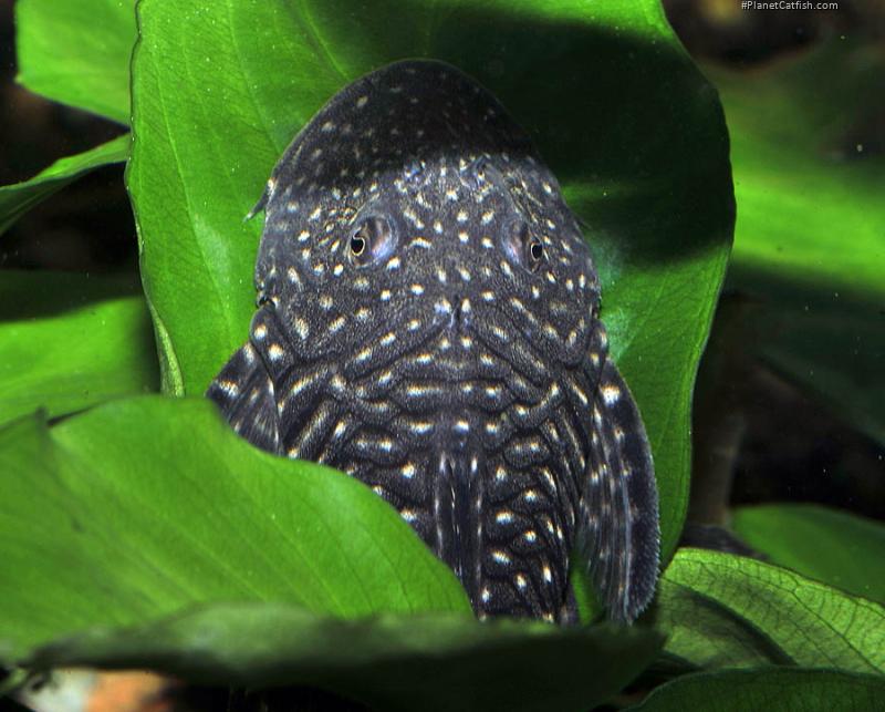 Chaetostoma sacramento
