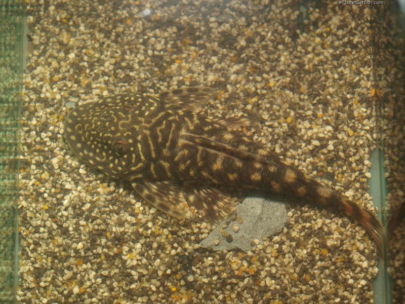 Chaetostoma sacramento