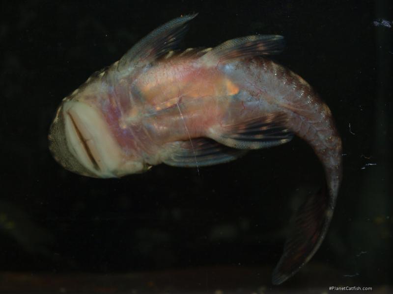 Chaetostoma sacramento