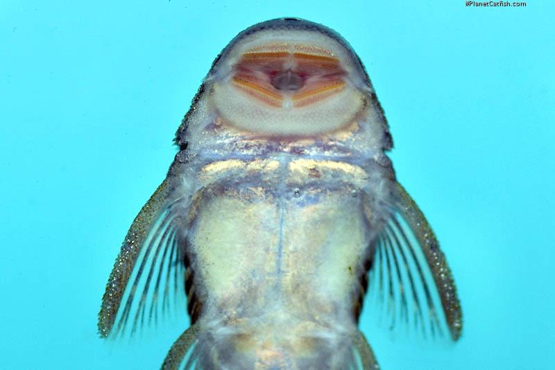 Chaetostoma sp. (4)