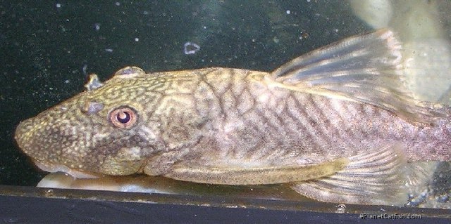 Chaetostoma sp. (5)