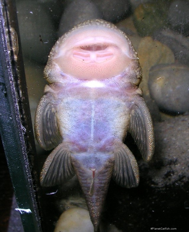 Chaetostoma sp. (5)