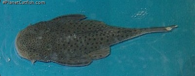 Chaetostoma sp. (L402)