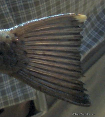 Chaetostoma sp. (L402)