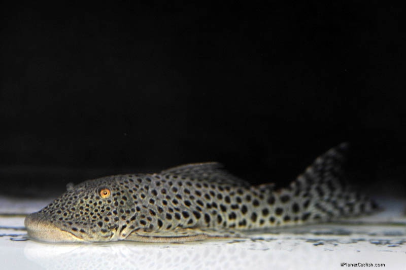 Chaetostoma sp. (L445)