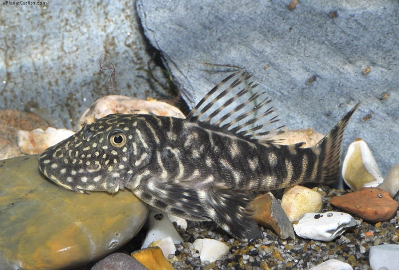 Chaetostoma sp. (L455)