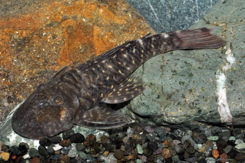 Chaetostoma sp. (L456)