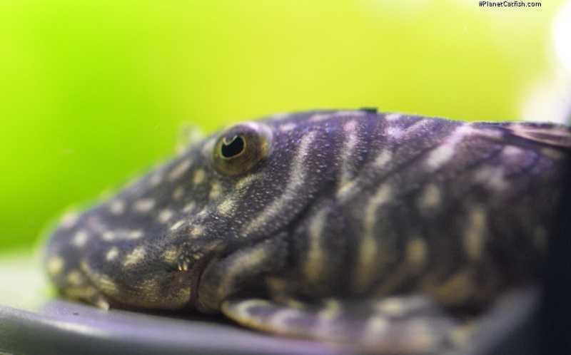 Chaetostoma sp. (L457)