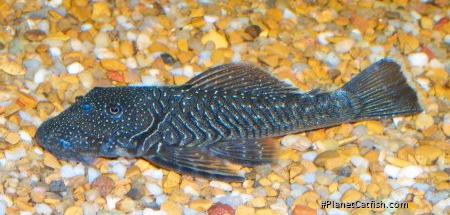 Chaetostoma sp. `RIO ZUATA(ORINOCO)`