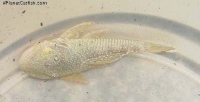 Chaetostoma sp. `RIO ZUATA(ORINOCO)`