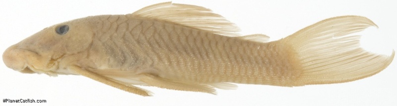 Chaetostoma tachiraense