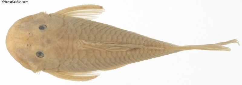 Chaetostoma tachiraense