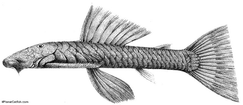 Chaetostoma thomsoni