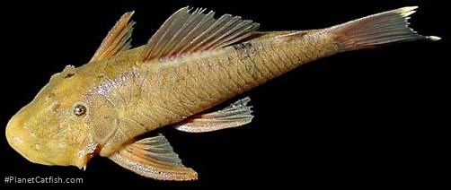 Chaetostoma yurubiense