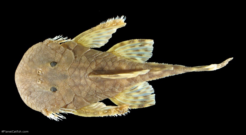 Cordylancistrus torbesensis