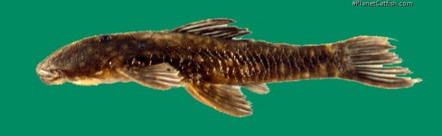 Corymbophanes andersoni