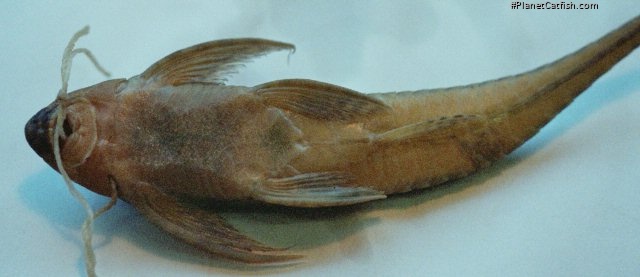 Cteniloricaria platystoma