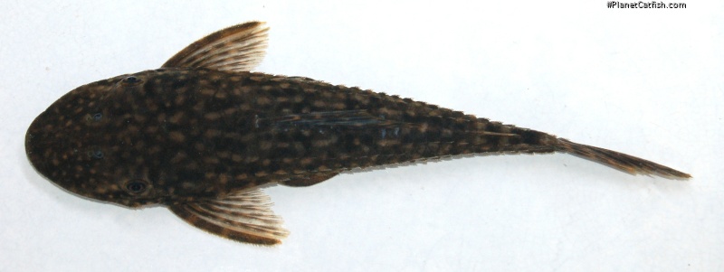 Dekeyseria amazonica