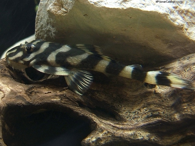 Dekeyseria picta